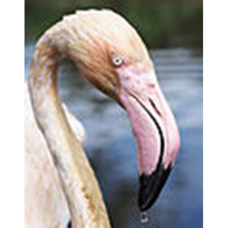 Learn about flamingos!!!