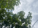 - CloudyDaze -