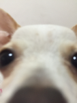 PINKI YT