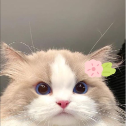 I ♡ CATS