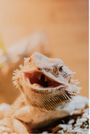 Bearded dragon lizard club