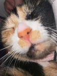 CatMan213 FAN GROUP
