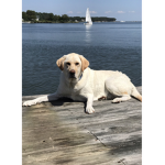 {The Grateful dog group}