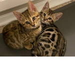 Cats rule all cuteness