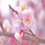 Sakura 葉