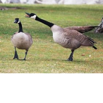 My Fan Group (Goose)