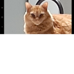 Cone cult of the cats