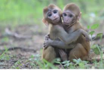 Monkeys_monkey