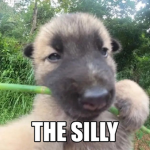 the silly dillys