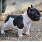 french bull dogs