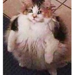 BRÖTHERHÖÖD