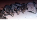 Royale High Rat Cult!