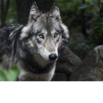 wolfie club!!