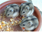 Supper Fluffeh Hamster Lovers