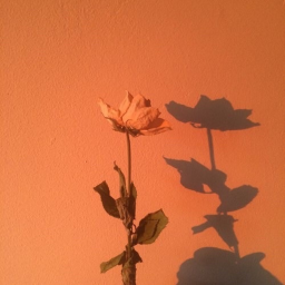 🍂