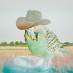 The Budgie Gang