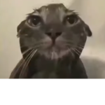 Le pusheen-cats rule dogs drool