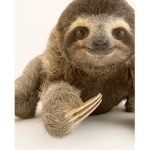 The Sloth Pack :)