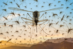 malaria bosses