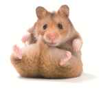 da hamsters live life boys
