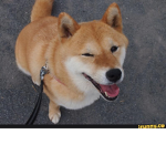 tyman doge bros