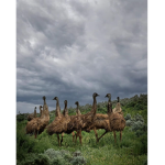 EMU Mates