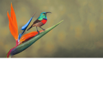 Birds!!!