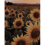 •Cloudy Sunflowers•