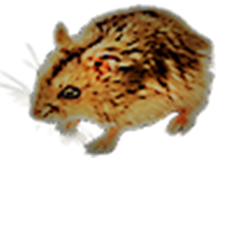 what is it