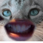 cOoOOoOoOooOoOooOkiE UwU
