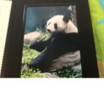Panda dean