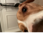 Stanley eats poop with Camryn and danica