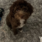pixieslittlegroup