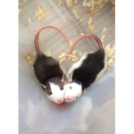 The cute rats:)