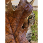 For friends and cats and animals