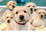 puppy4life