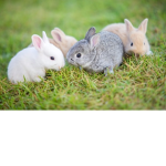 Les Lapins