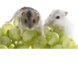 [NEW!] Hamster Border!!