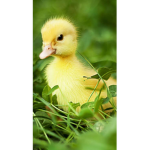 Quackysunny Duckies