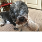 Georgia dogs