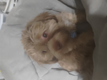 Say hi to my dog