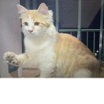 The tobie