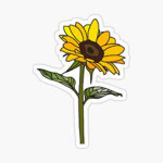 1sxunflowers+clothing1