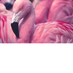 The flamingo business