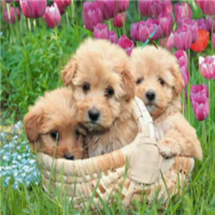 cute puppies Roblox decal