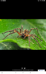 Spider's caves