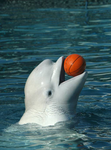 Beluga Whale fans:)