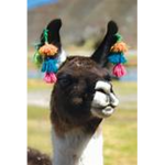 llama!!!!!!!!!!!!!!!