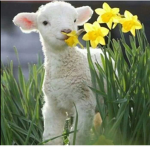 #### Sheep Studio
