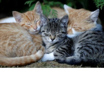 coolcat club